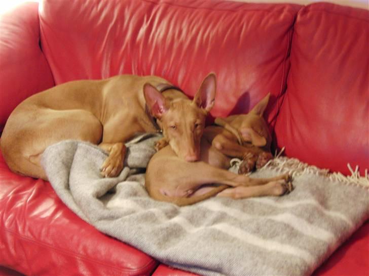 Pharaohound Zizu billede 2