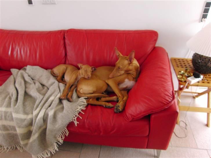 Pharaohound Zizu billede 3