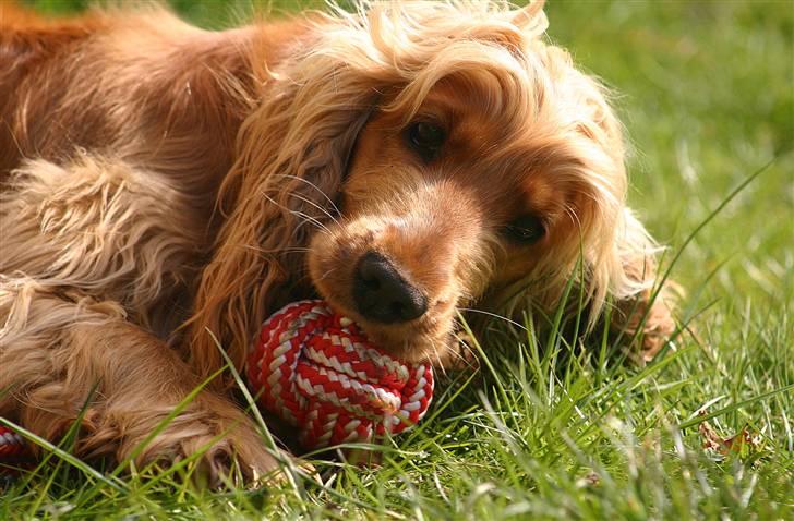 Cocker spaniel Sif - VELKOMMEN til Sifferliffen´s profil, jeg håber du/i kan lide den og evt. vil lægge en bedømmelse  :o) billede 1