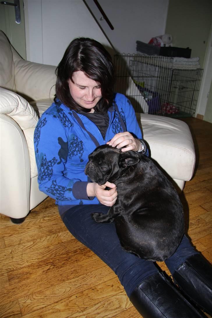 Fransk bulldog Black Magic Kinibox[Nina] billede 10