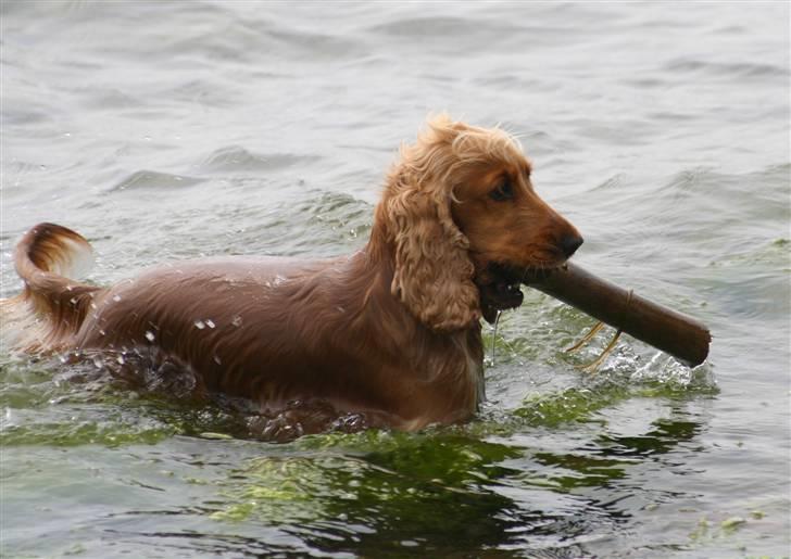 Cocker spaniel Sif - vandhunden sif :-) billede 2