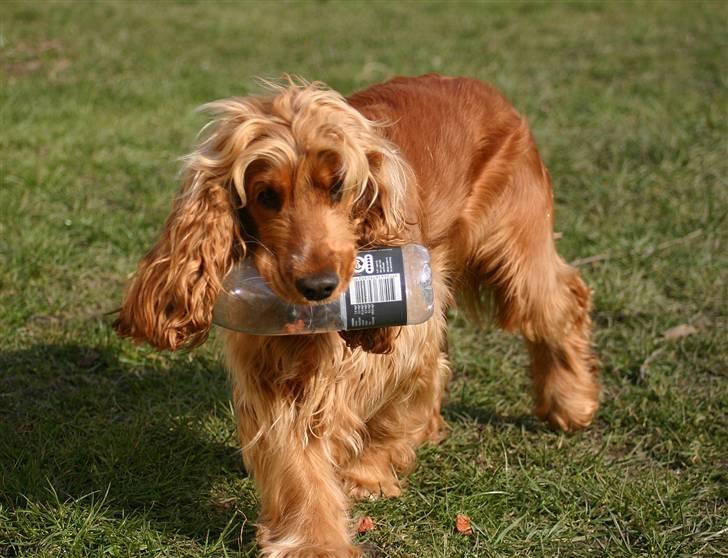 Cocker spaniel Sif - Se lige her! Jeg har fundet ud af at hvis man tager flasken i munden og tilter den ned til den ene side, ryger godbidderne fandme ud helt af sig selv !!!!!! :D Det var hun godt nok ikke længe om at opdage :P - nu er det ikke så sjovt længere - hihi billede 3