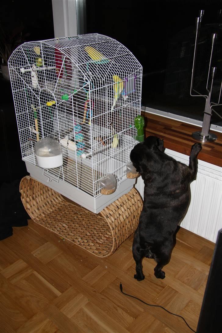 Fransk bulldog Black Magic Kinibox[Nina] billede 11