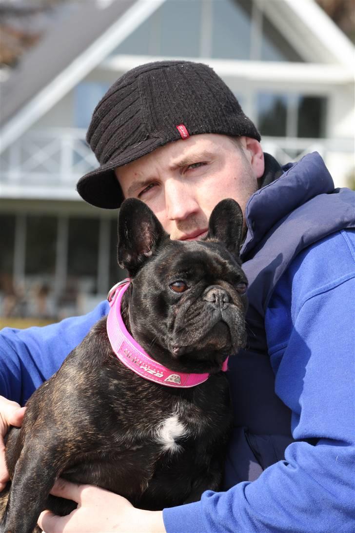 Fransk bulldog Black Magic Kinibox[Nina] billede 12