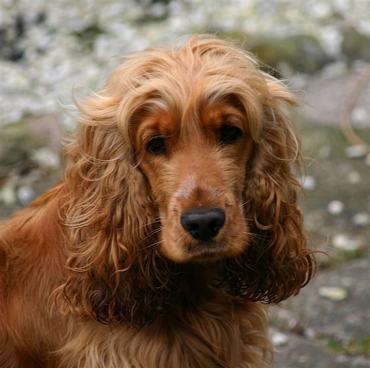 Cocker spaniel Sif - jajajajajaja jeg ved det godt, jeg er MEGET sød :o) billede 5