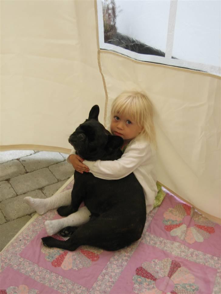Fransk bulldog Black Magic Kinibox[Nina] billede 13