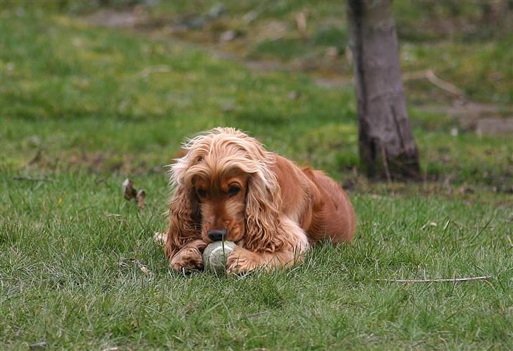 Cocker spaniel Sif - DET ER MIN BOLD haha :o) billede 8