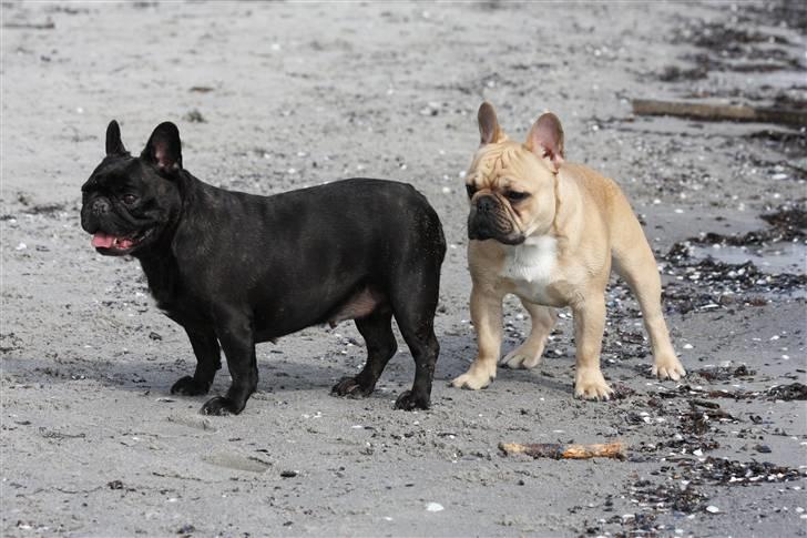 Fransk bulldog Black Magic Kinibox[Nina] billede 14