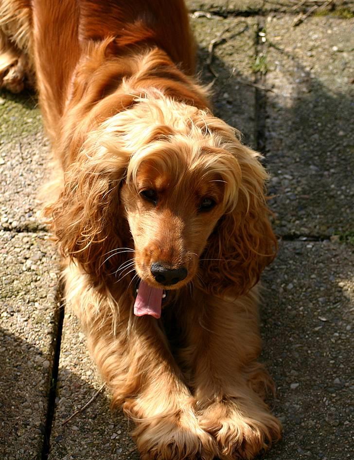 Cocker spaniel Sif - Puha - jeg er altså stadig en lille baby ;o) billede 10