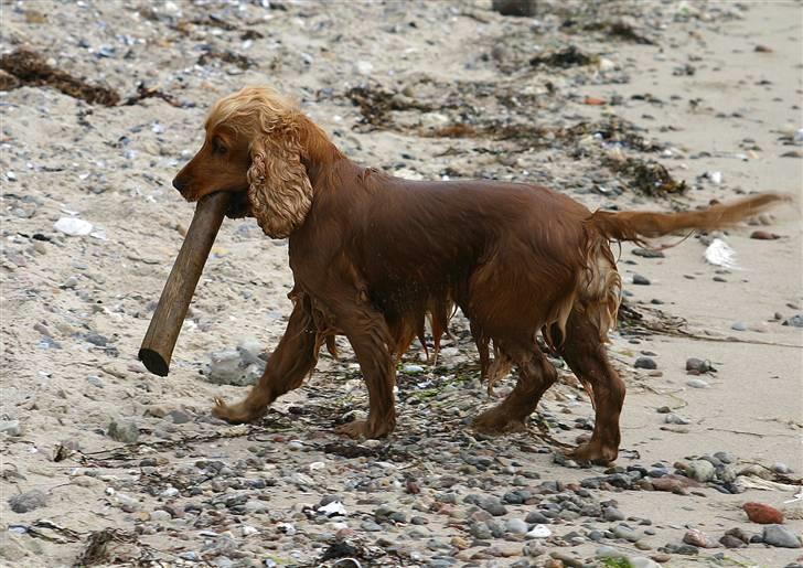 Cocker spaniel Sif - vandhunden sif :-) billede 11