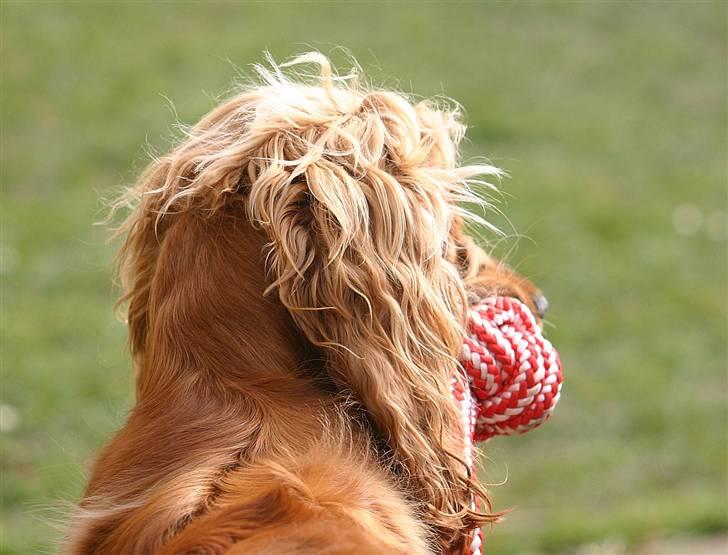 Cocker spaniel Sif - Storebror gør ! - Hvad er det dog der sker ? :o) Hun har det med at stene når Charlie gør hihi :o) billede 12