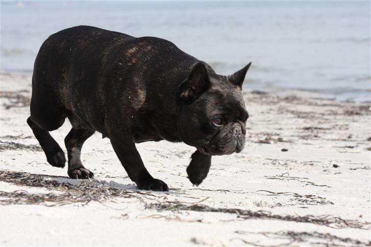 Fransk bulldog Black Magic Kinibox[Nina] billede 15