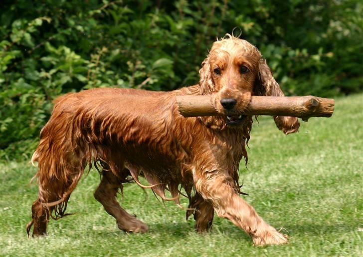 Cocker spaniel Sif - vandhunden sif :-) billede 14