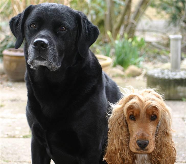Cocker spaniel Sif - Storebror og jeg :o) Han er lidt større end mig men sommetider er det faktisk som om jeg er størst ;o) billede 15