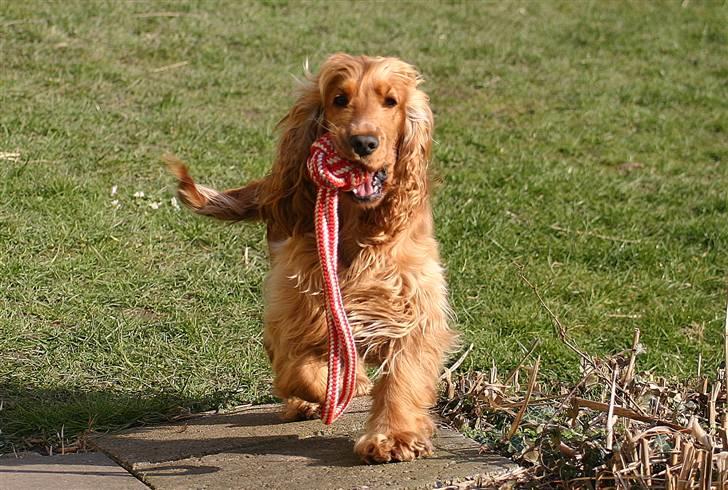 Cocker spaniel Sif - Arrrrrrh Mie Kom nu og leg for divlan da ! :o) billede 16