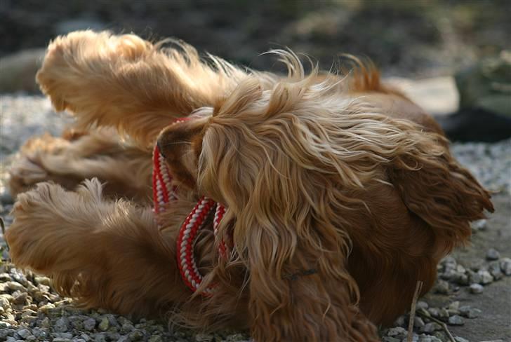 Cocker spaniel Sif - Altså hvis Mie har så travlt med at tage billeder må jeg jo selv sørge for morskaben ;o) billede 17