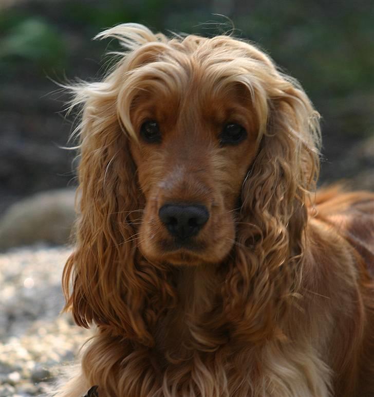 Cocker spaniel Sif - Score blikket ;o) billede 18