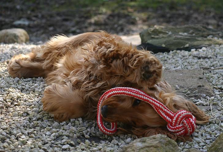 Cocker spaniel Sif - Hihi :o) billede 19