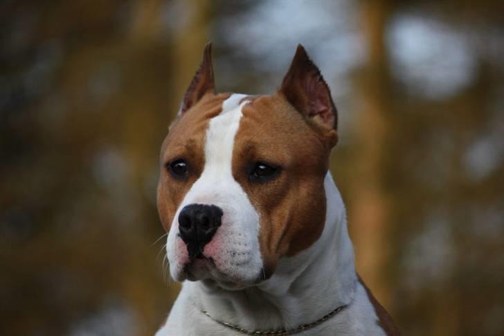 Amerikansk staffordshire terrier *FAITH* billede 3