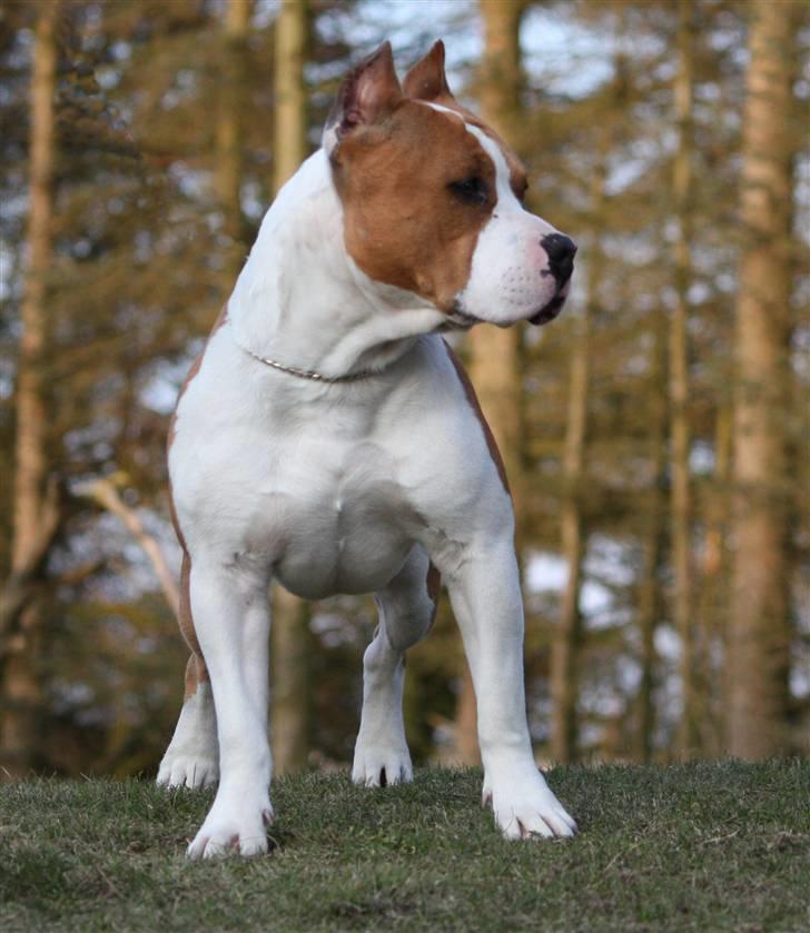 Amerikansk staffordshire terrier *FAITH* billede 7