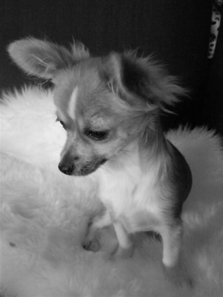 Chihuahua ¨˜”°º•Bailey•º°”˜¨ - Elsker det billed ! <3 billede 5