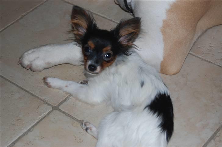 Papillon Herbie billede 1