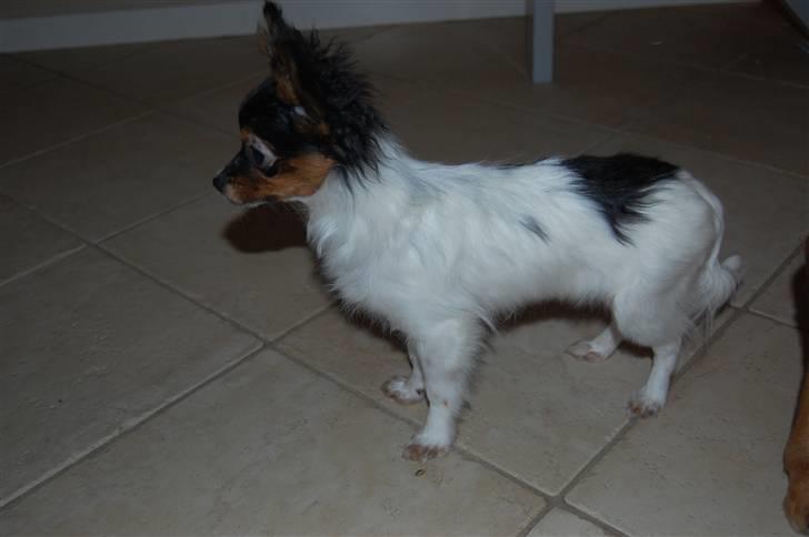 Papillon Herbie billede 2