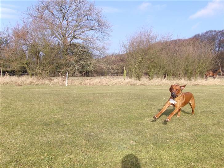 Rhodesian ridgeback Zulu - i gallop billede 1
