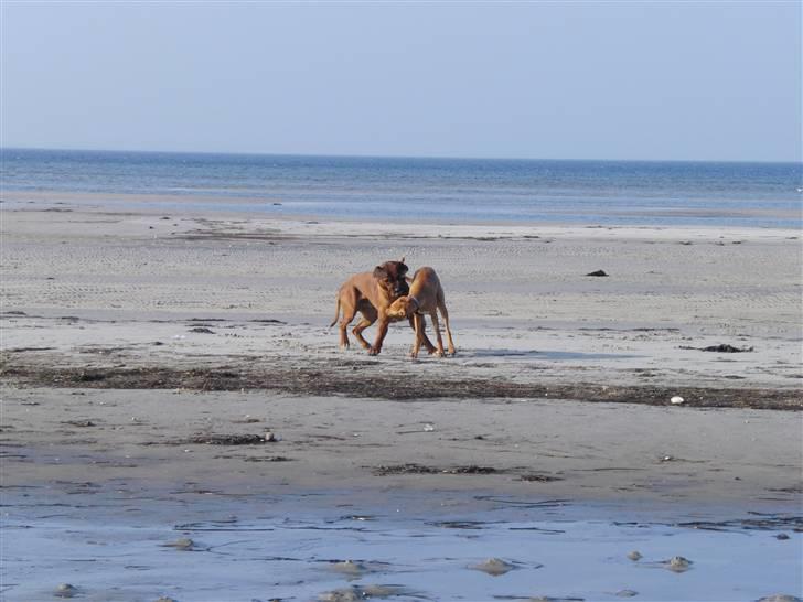 Rhodesian ridgeback Zulu - strand billeder billede 2