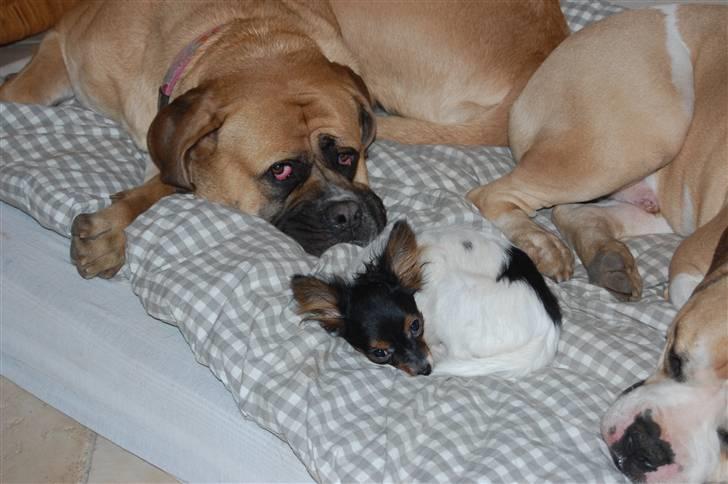 Papillon Herbie - i kommer bare.. mit bagland er i orden..:) billede 3