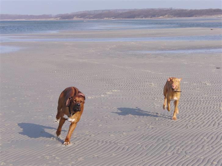 Rhodesian ridgeback Zulu - på stranden billede 3