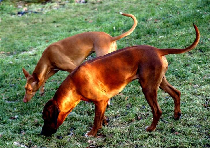 Rhodesian ridgeback Zulu - bedste venner billede 4