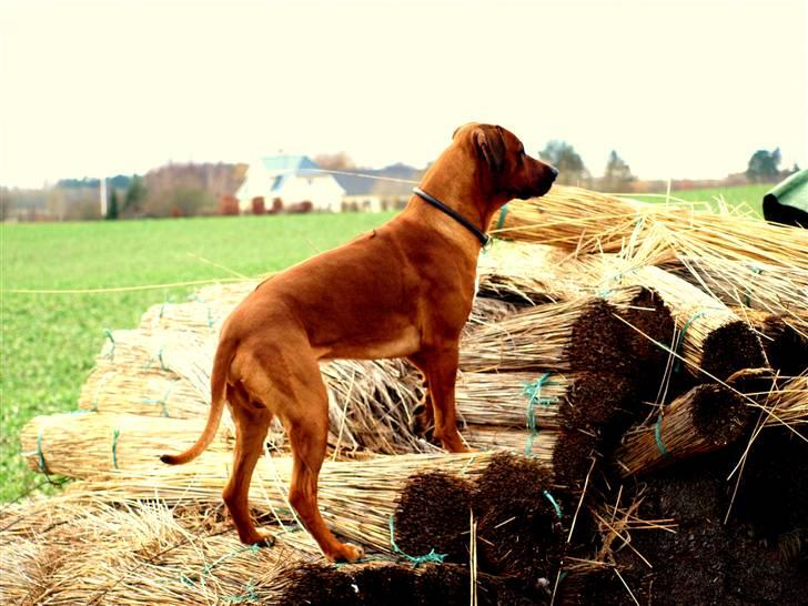 Rhodesian ridgeback Zulu - på udkig billede 5