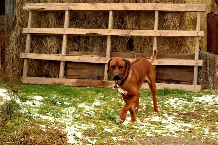 Rhodesian ridgeback Zulu - foran stalden billede 6