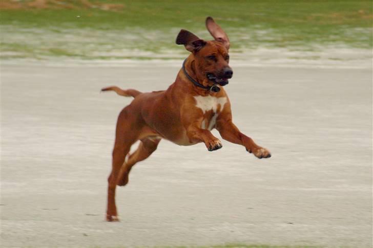 Rhodesian ridgeback Zulu - jeg kan flyve billede 7