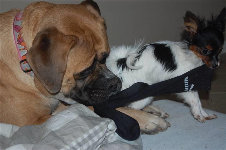 Papillon Herbie - Gi mig den sok.. kan godt være at du er størst.. men dit er fedt, mit er muskler billede 4