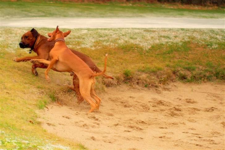 Rhodesian ridgeback Zulu - der spilles golf billede 8