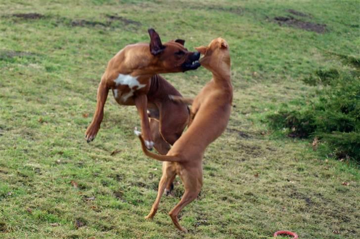 Rhodesian ridgeback Zulu - ser volsomt ud men det er kun leg billede 9