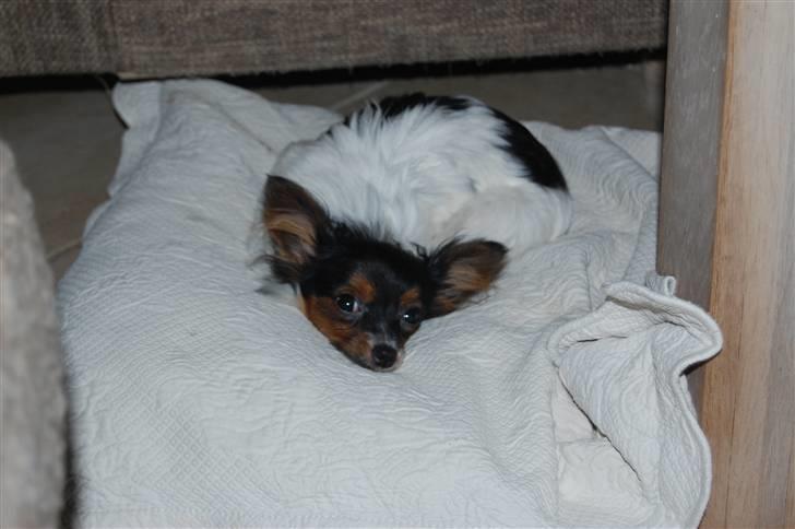 Papillon Herbie billede 6