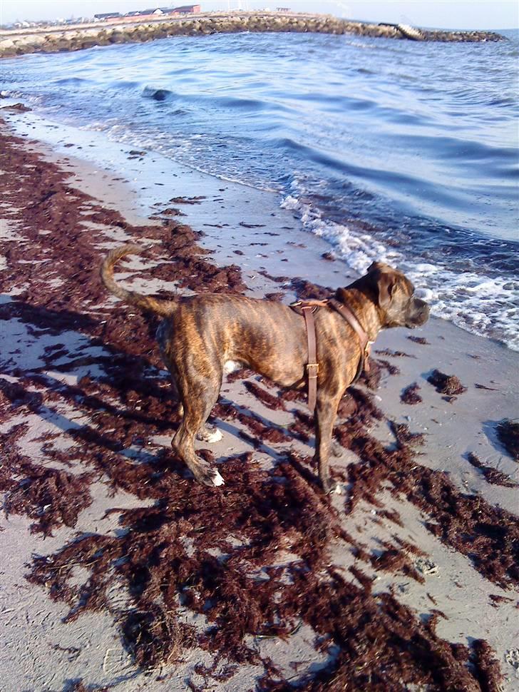 Blanding af racer Rex billede 16