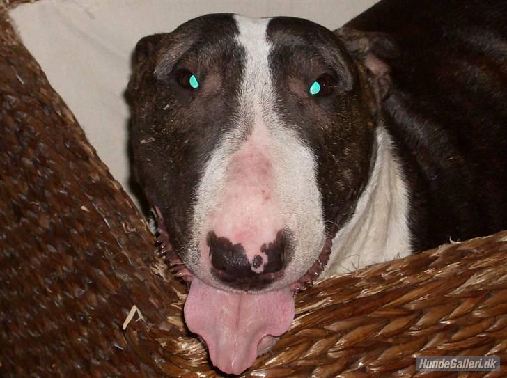 Bullterrier Molly +++R.I.P.+++ - Åhhh se mig lige.. jeg er en cirkusprinsesse.... billede 11