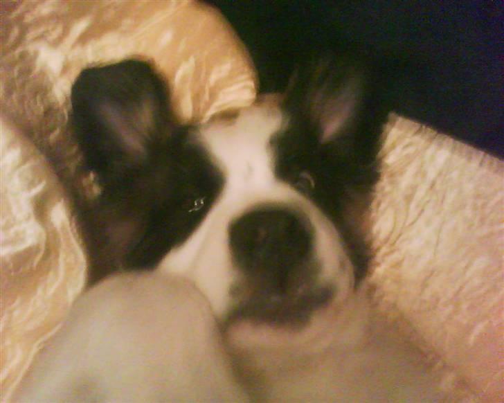 Sankt bernhardshund tjalle billede 11