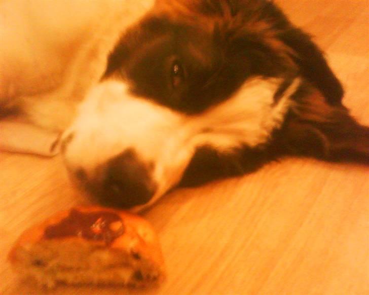 Sankt bernhardshund tjalle billede 12