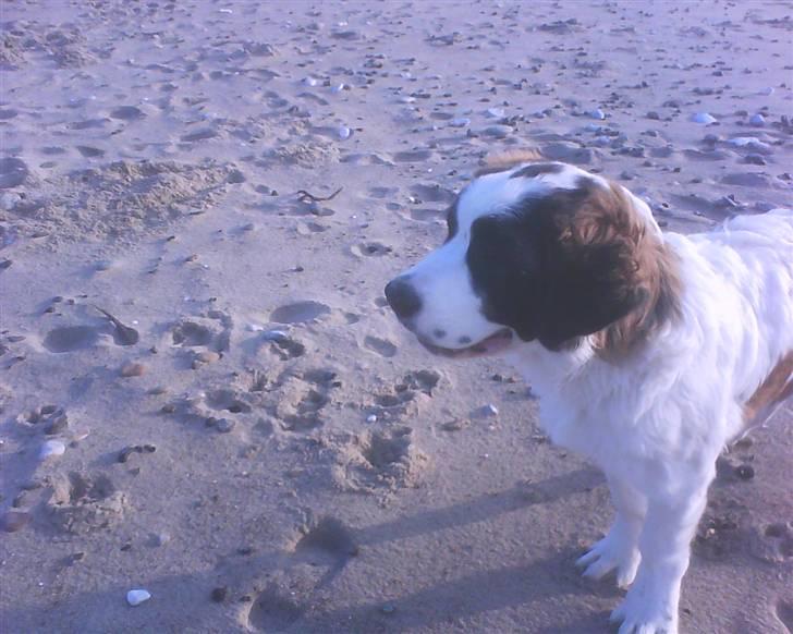 Sankt bernhardshund tjalle billede 13