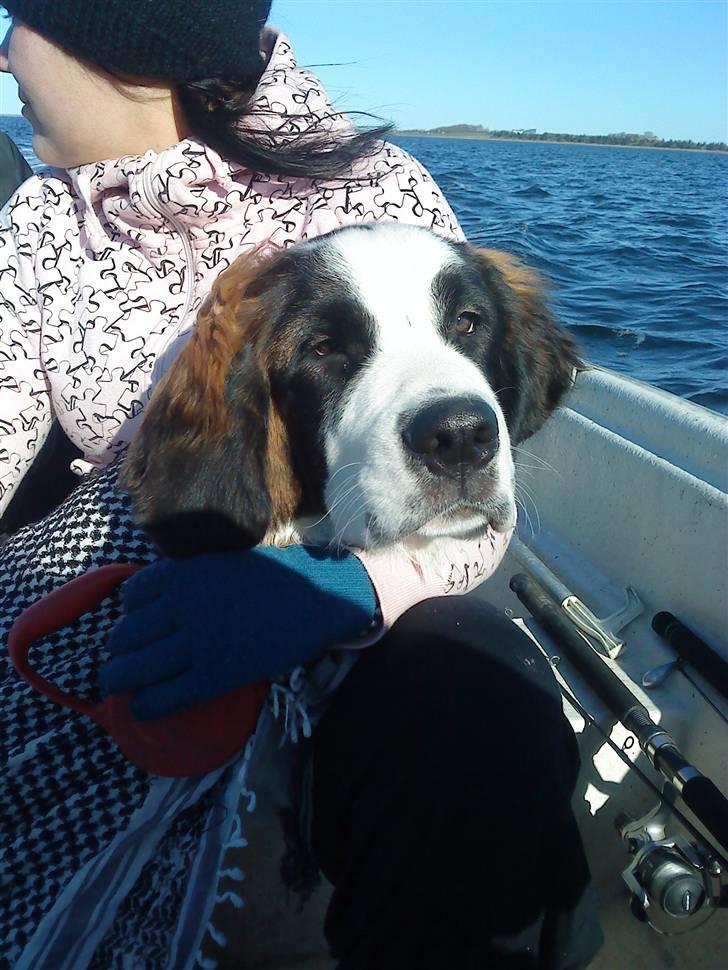 Sankt bernhardshund tjalle billede 15