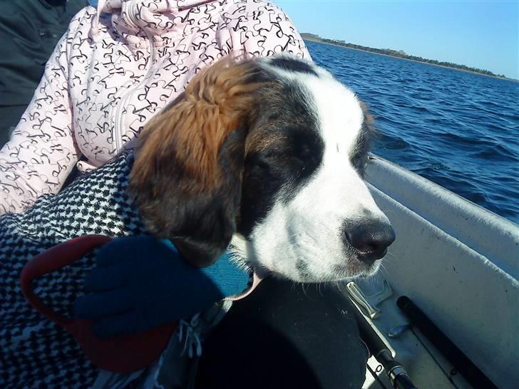 Sankt bernhardshund tjalle billede 16