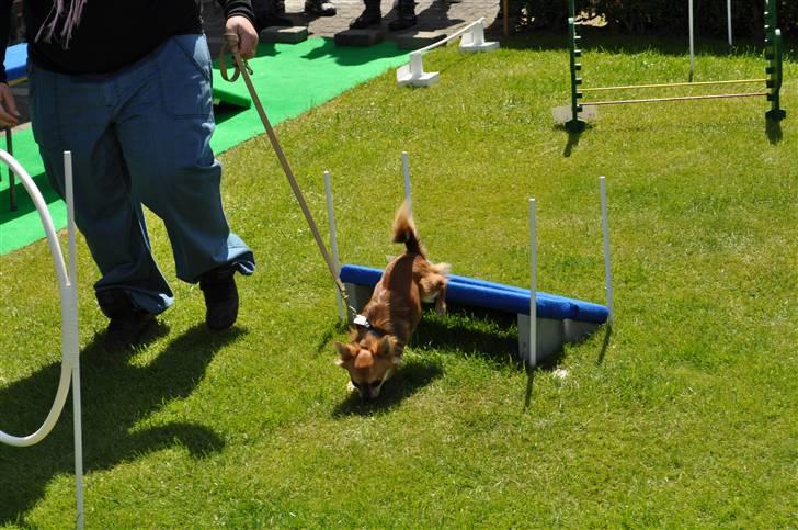 Chihuahua Pequeno....me Joy *ASLAN* billede 7