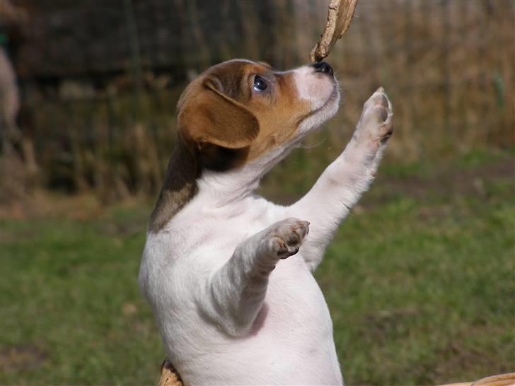 Dansk svensk gaardhund Frey billede 6