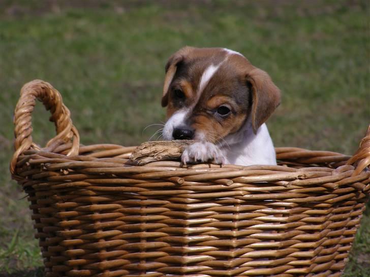 Dansk svensk gaardhund Frey billede 7