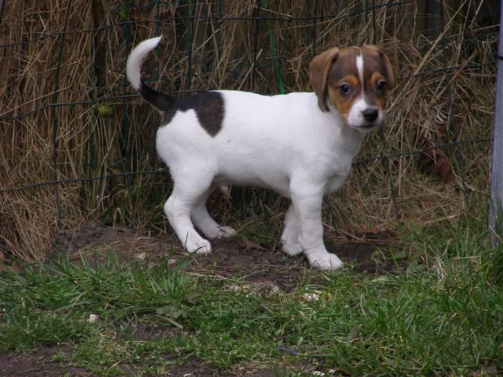 Dansk svensk gaardhund Frey billede 8
